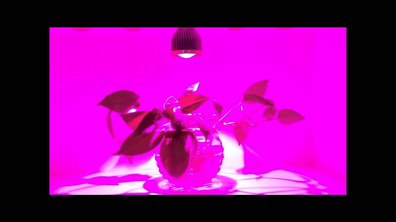 TOP GROW SUN SPOT 12W  LED PĚSTEBN&Iacute; OSVĚTLEN&Iacute; - LED Ž&Aacute;ROVKA - PATICE E27