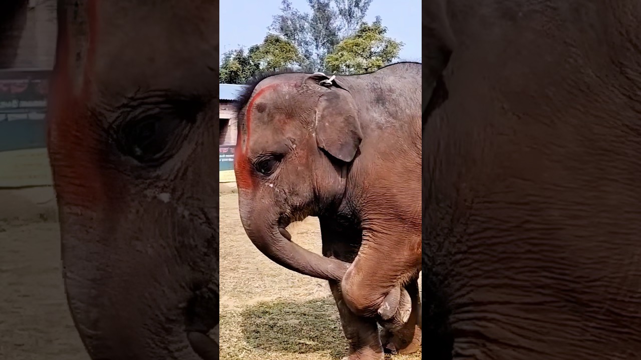 The injured elephant #animals #elephant #wildlife #cute #nature #love