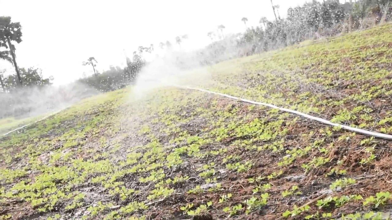 KSNM RAIN HOSE - GROUNDNUT / PEANUT Field