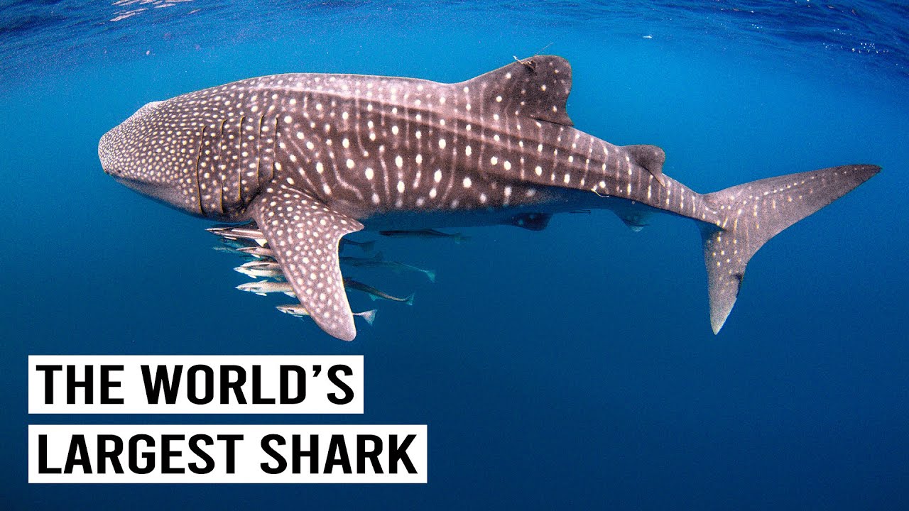 Exploring Giants Of Ningaloo Reef In Australia (4K Documentary)