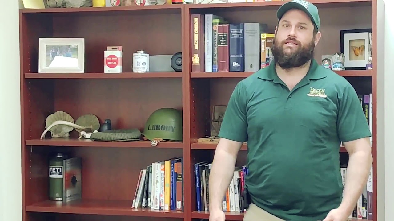 How to save money with a termite infestation