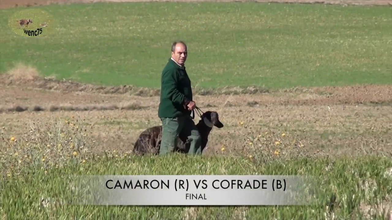 FINAL DEL CAMPEONATO DE GALGOS CAMAR 2013