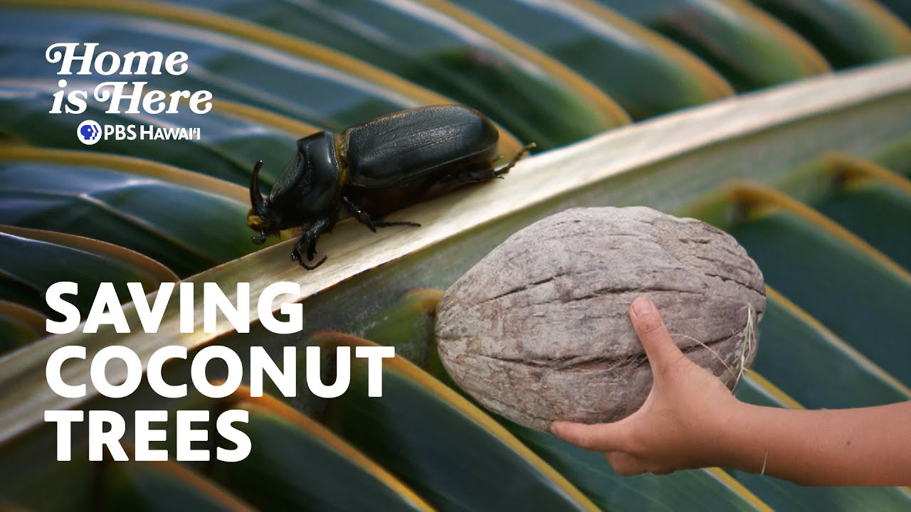 How Coconuts are Helping Humanity Flourish | Home is Here