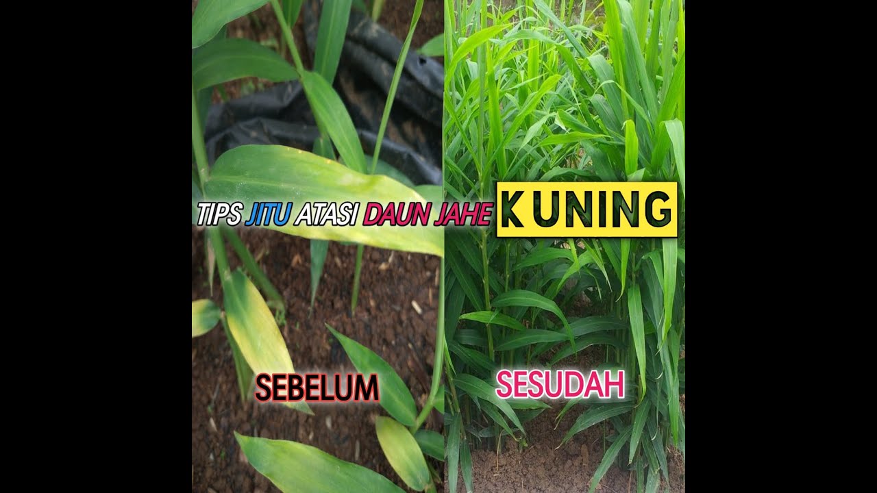 Cara mengatasi daun jahe menguning
