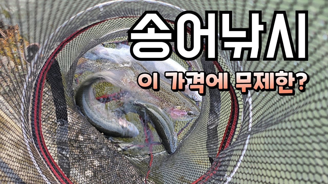송어낚시터? 이 가격에 무제한 잡이라구요??  송어는 빠글빠글!! /설악 낚시터 /인기 송어낚시터