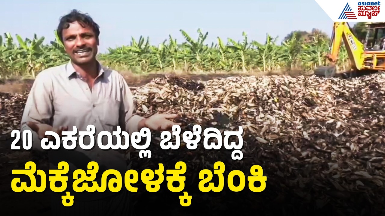20 ಎಕರೆಯಲ್ಲಿ ಬೆಳೆದಿದ್ದ ಮೆಕ್ಕೆಜೋಳಕ್ಕೆ ಬೆಂಕಿ ಇಟ್ಟ ದುಷ್ಕರ್ಮಿಗಳು | Chitradurga | Maize Crop Fire