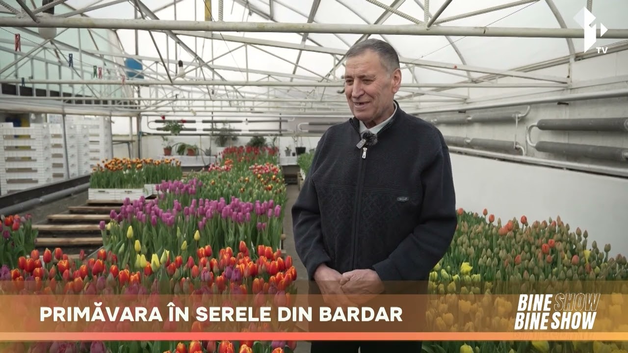 Parfum și culoare în sera din Bardar: lalelele vestesc sosirea primăverii 🌷
