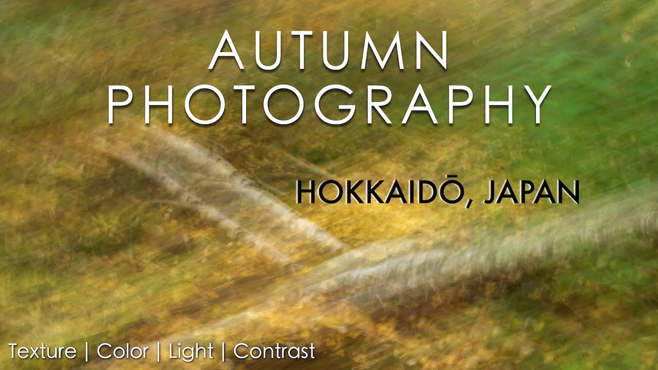 Order in the Chaos | Fall Woodland Photography in Hokkaido Japan | 北海道フォトグラファー