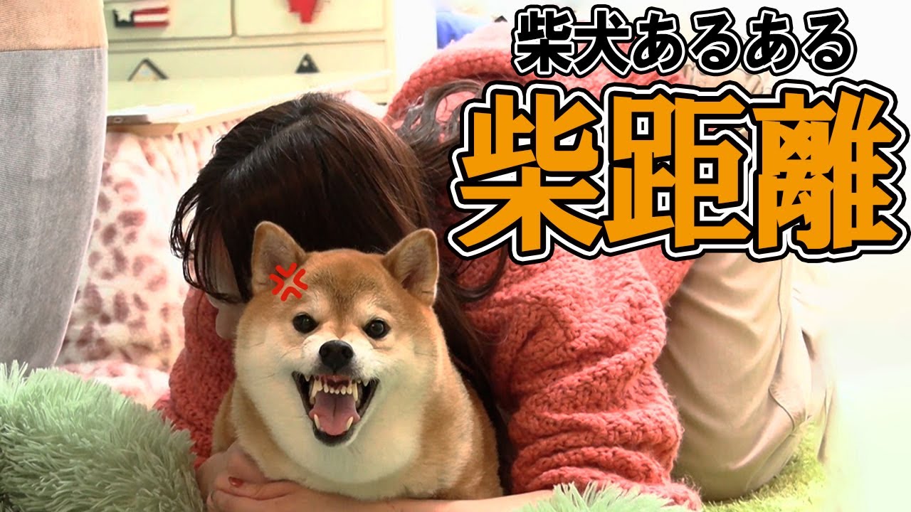 飼い主のことが大好きだけど、ブチギるワンコの気持ちとは・・・