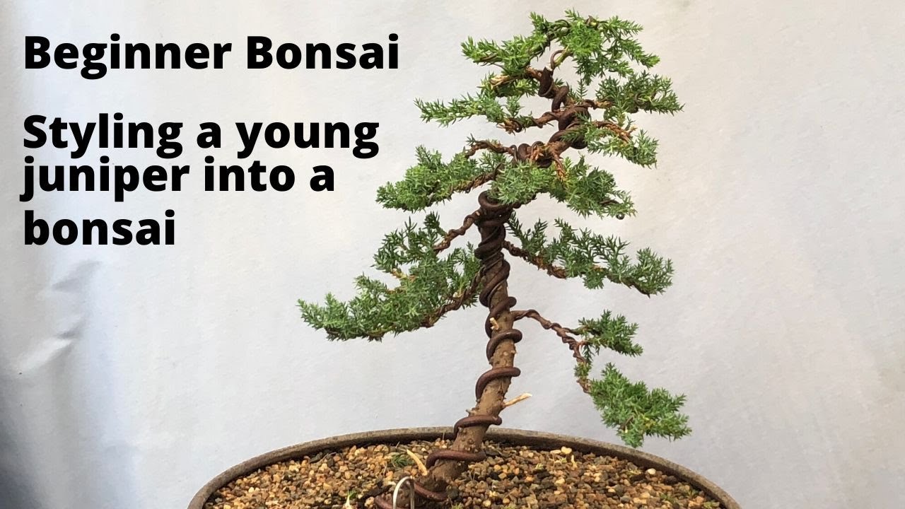 Beginner Bonsai - Styling a young juniper bonsai - easy for beginners DIY beginners bonsai