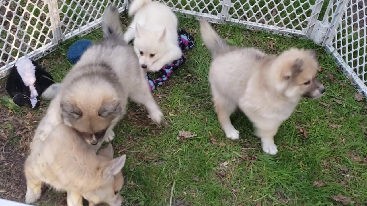 Pomsky sisters playing.
