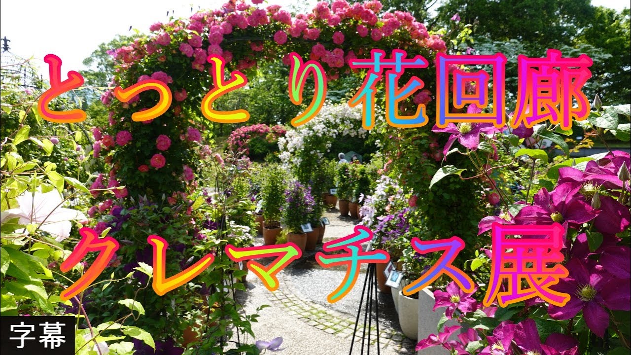梅雨の前 5月21日 日曜 晴れ 花香る道筋 とっとり花回廊 クレマチス展 日本 鳥取県西伯郡南部町鶴田 とっとり花回廊 
