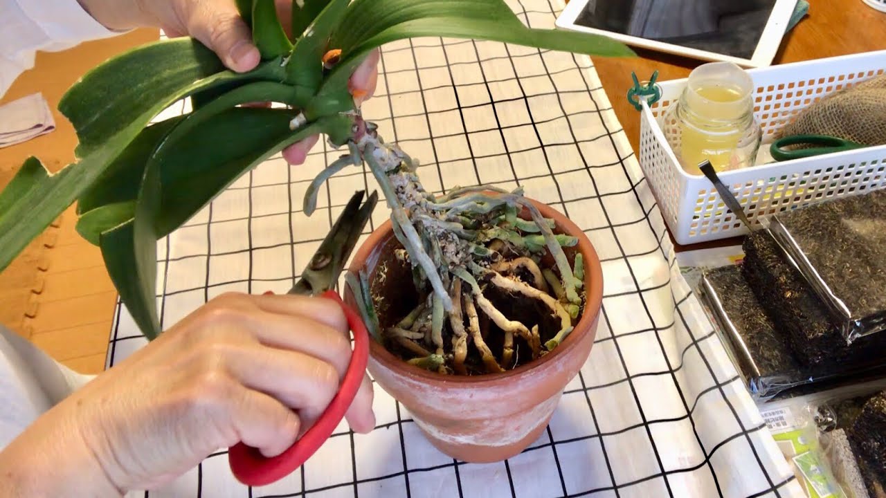 胡蝶蘭の胴切り。何年も植替えしなかった為、茎が伸びすぎてしまった株です