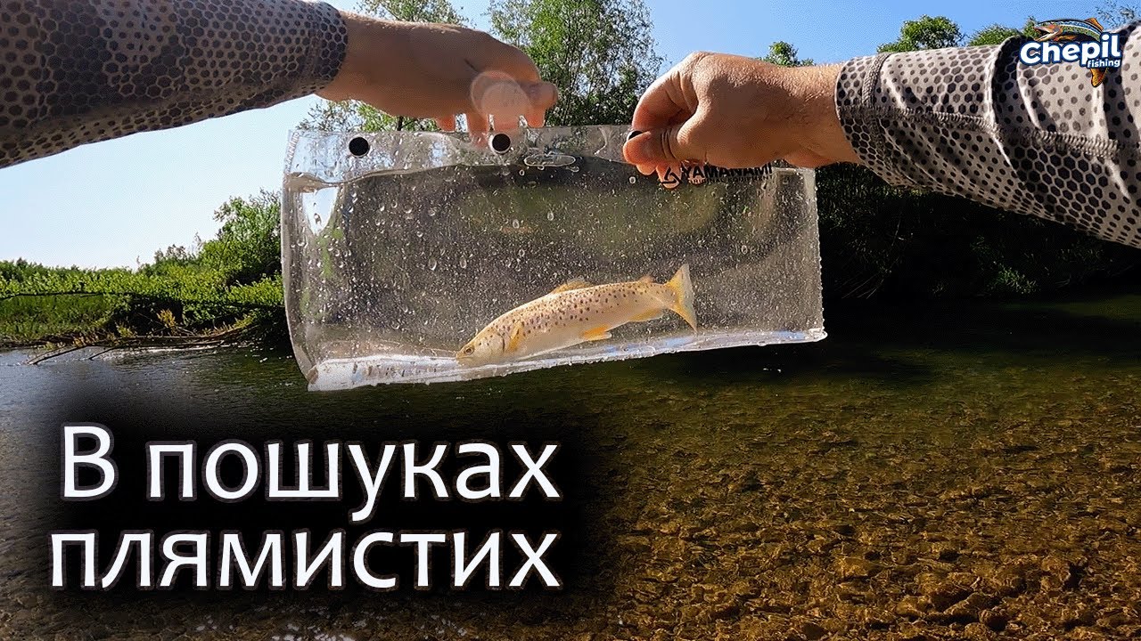 В ПОШУКАХ КАРПАТСЬКИХ ПЛЯМ! Риболовля на форель в Західній Україні!