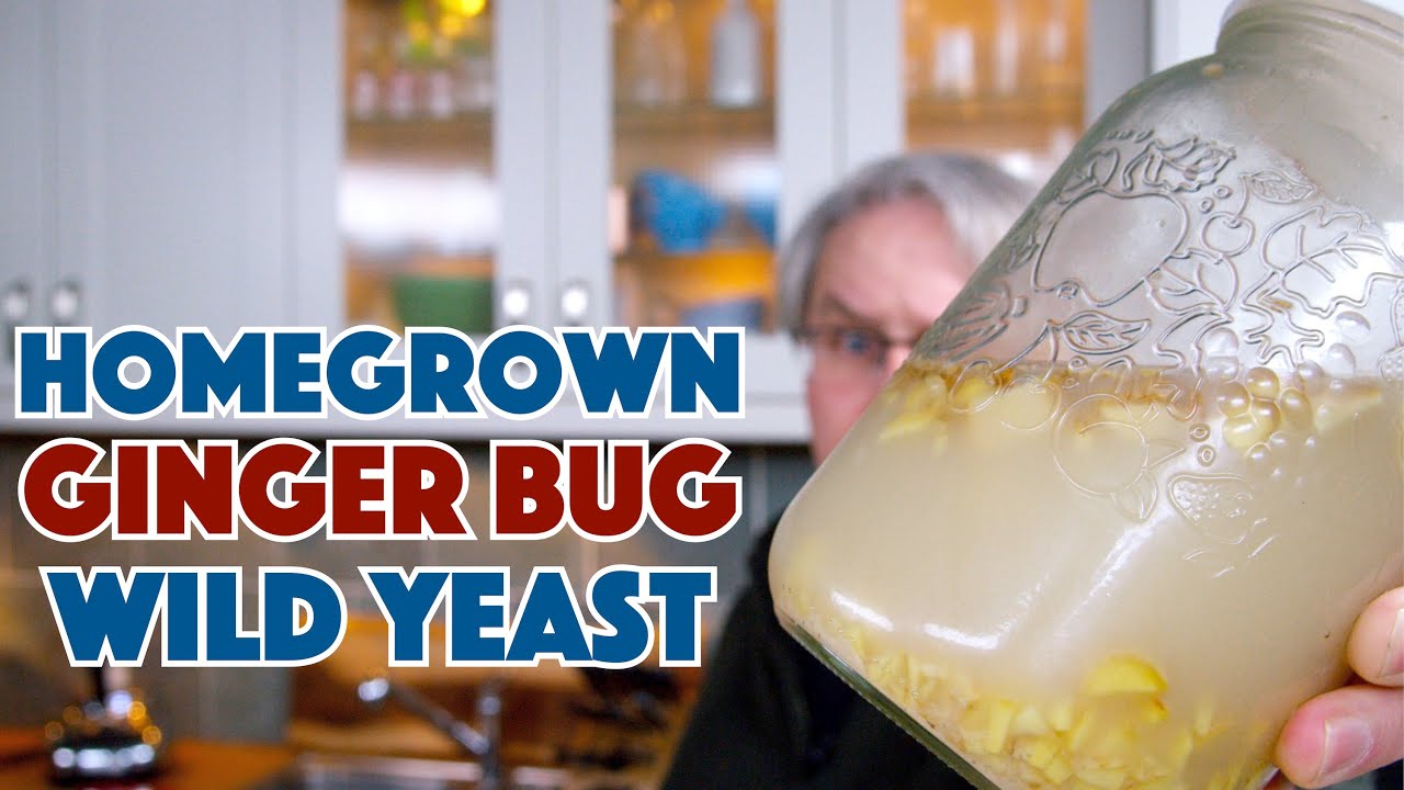 REAL Ginger BEER - Homegrown Wild Yeast Ginger Bug