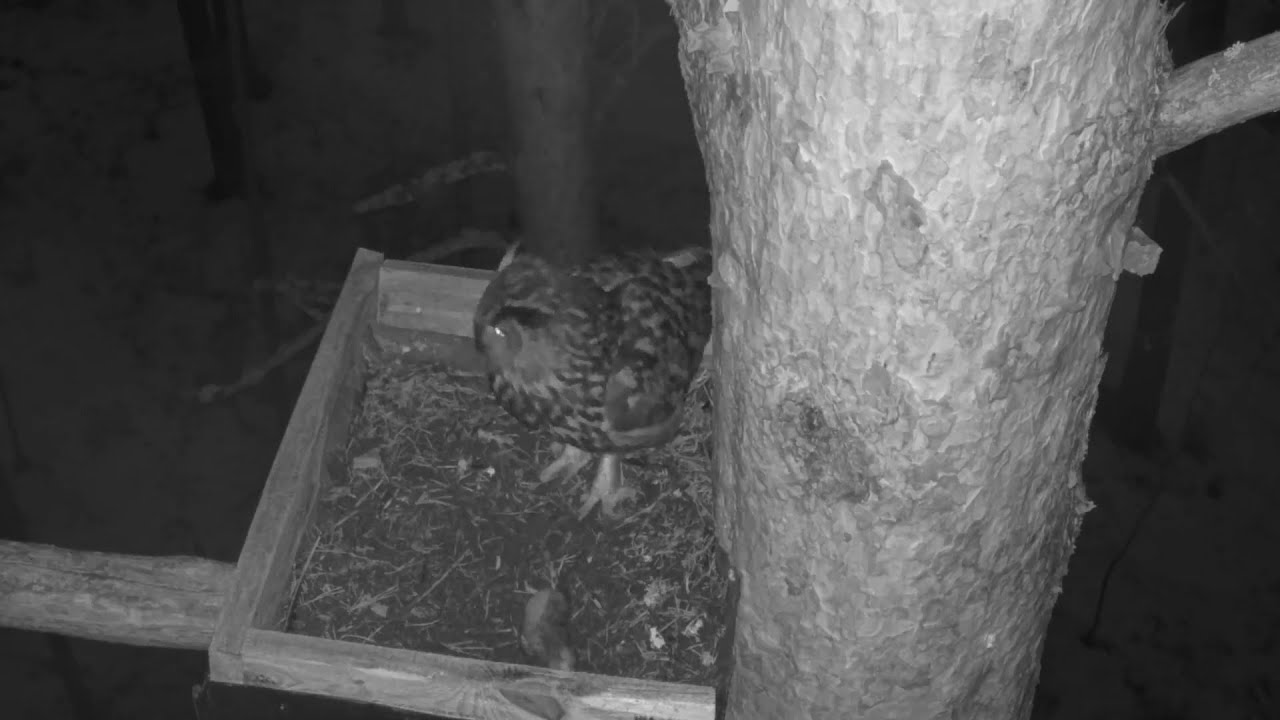 Ūpis (Bubo bubo) Rīgas mežos // Eurasian eagle-owl in Riga forests, Latvia