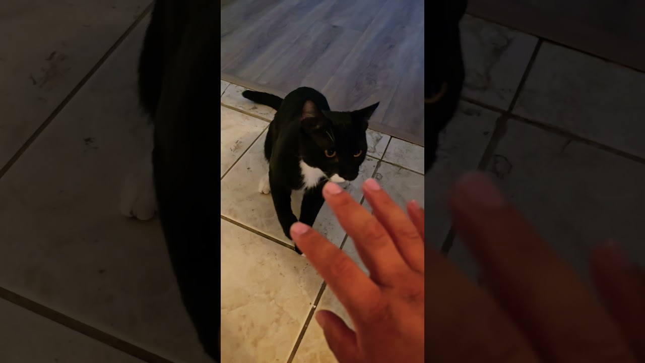 gatito negro jugando