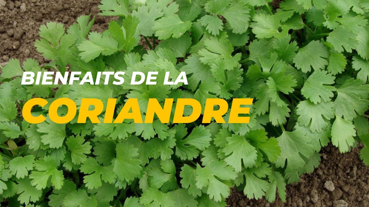 Les bienfaits de la coriandre