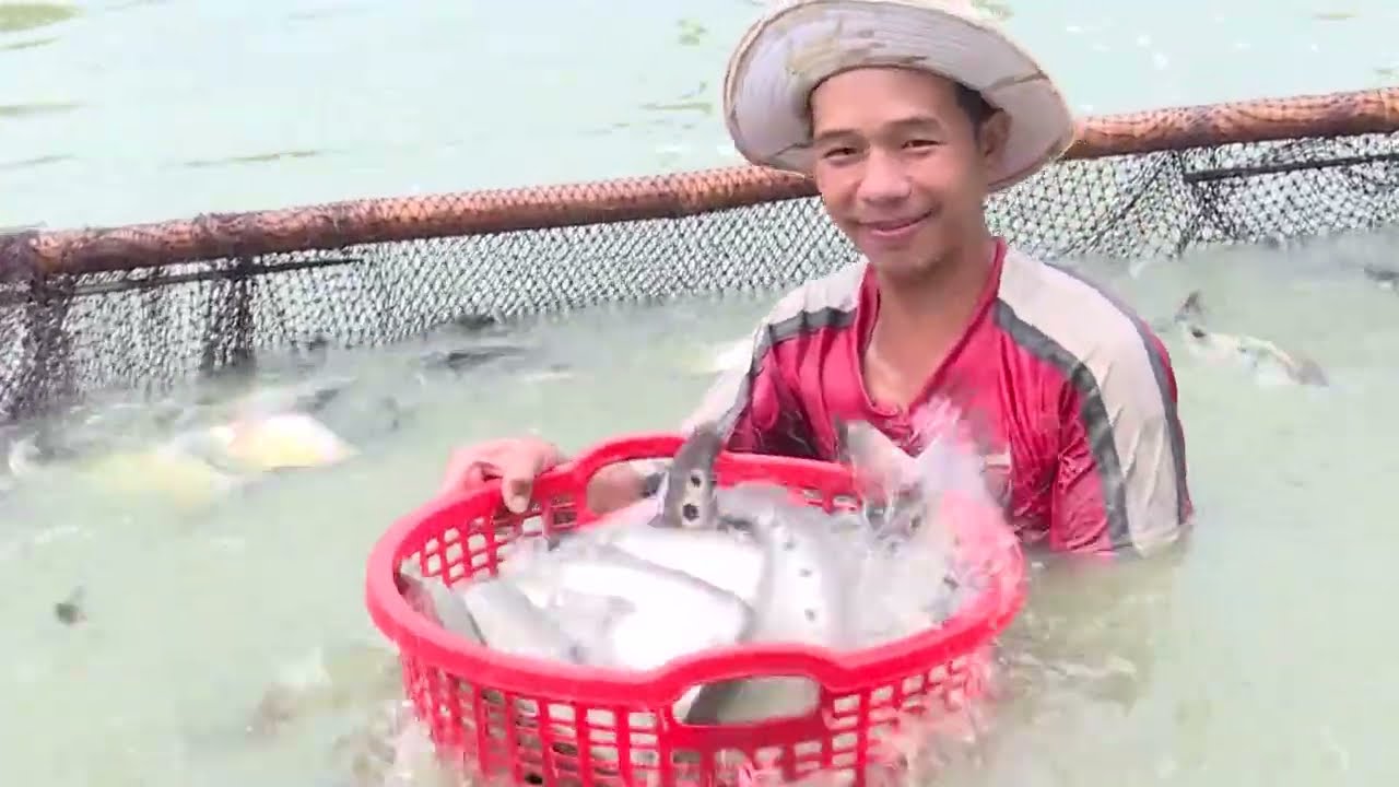 Thời kỳ vàng cá thát lát Hậu Giang