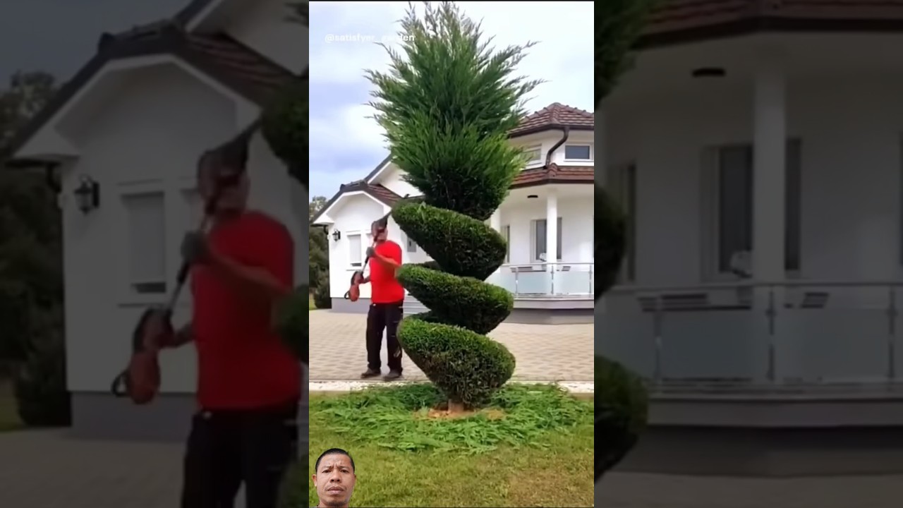 How to trim and shape pine trees beautifully