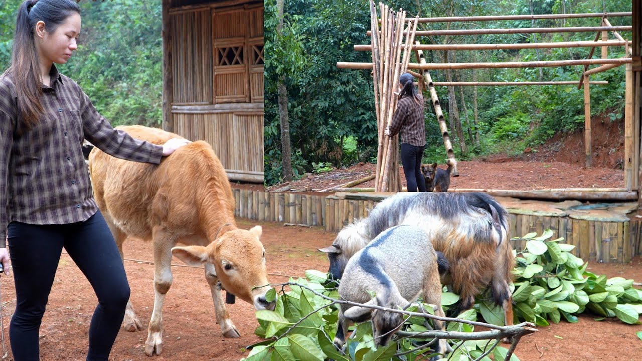 Rebuilding the roof, caring for the livestock: Thao’s early days of starting over after the hardship