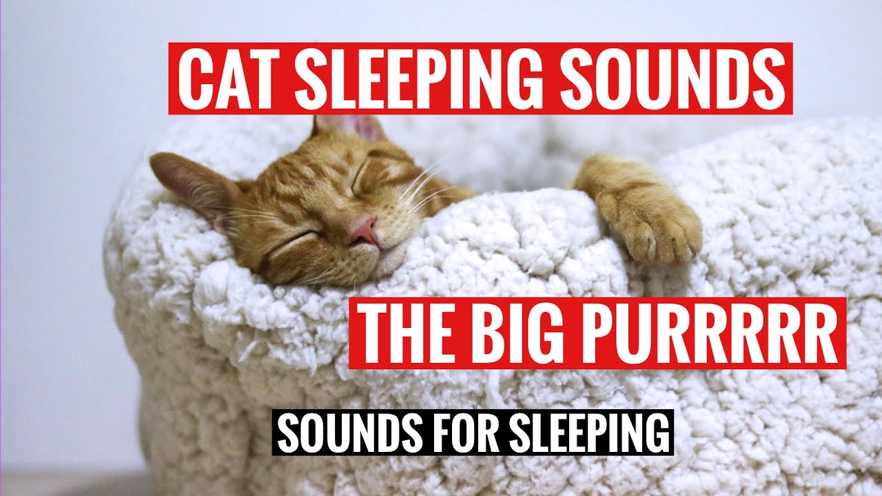 9 hours of a cat purring while sleeping I Pussycat sounds for sleeping I Study, relax unwind.