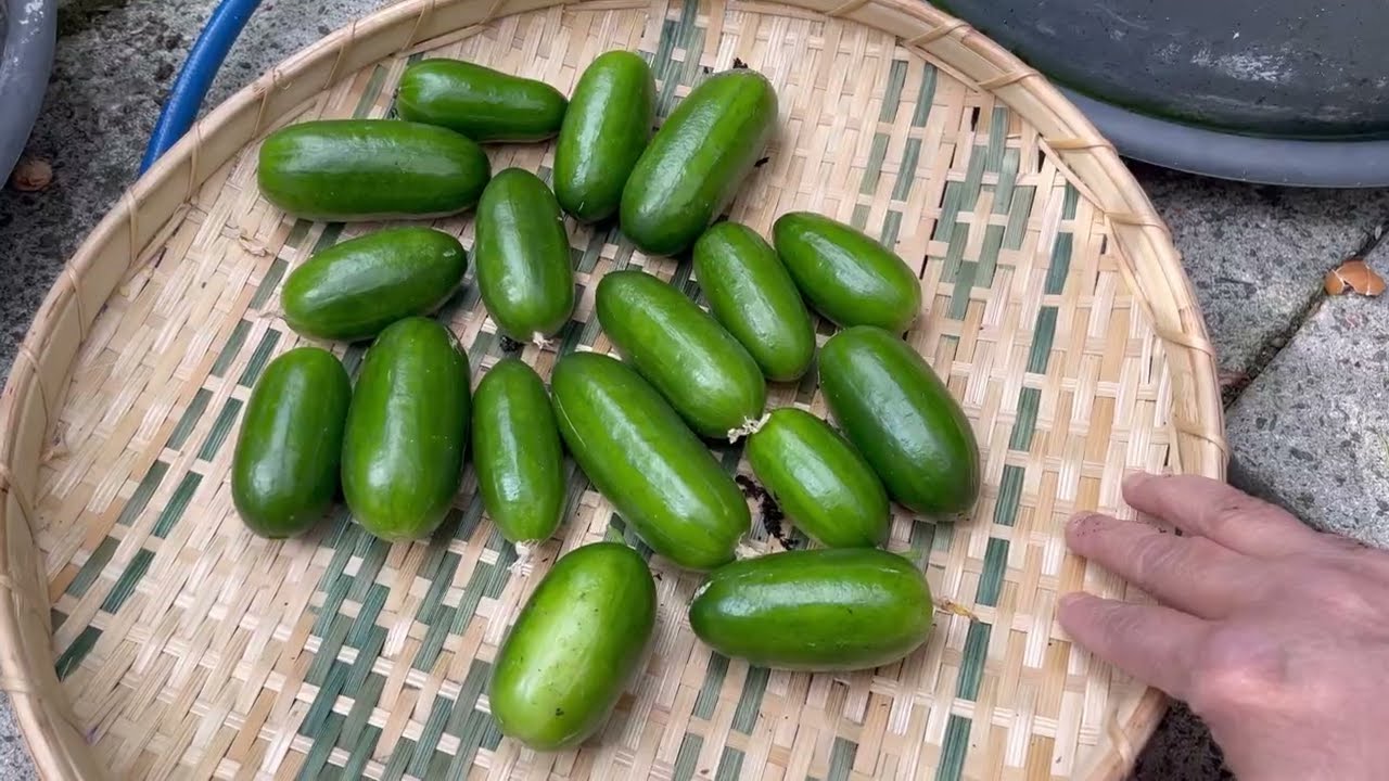 My first garden harvest for 2024 এই বছরের প্রথম সবজি সংরক্ষণ করলাম