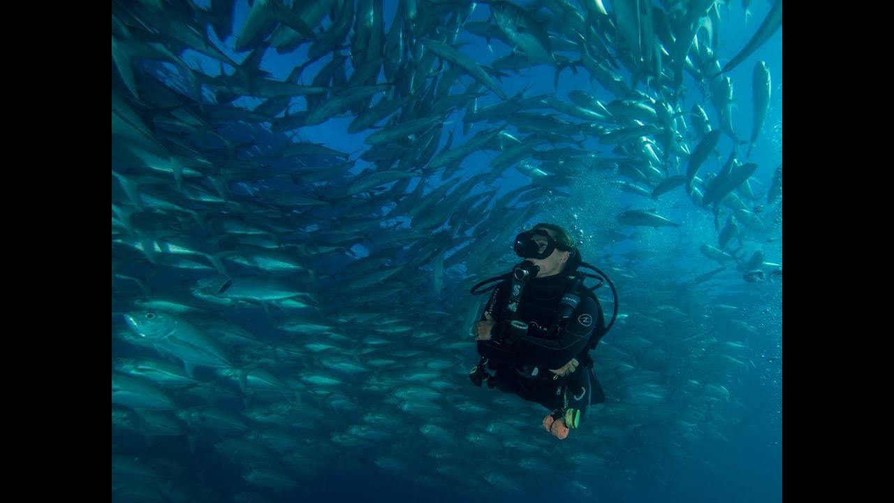 Scuba Diving Sites in Cabo San Lucas