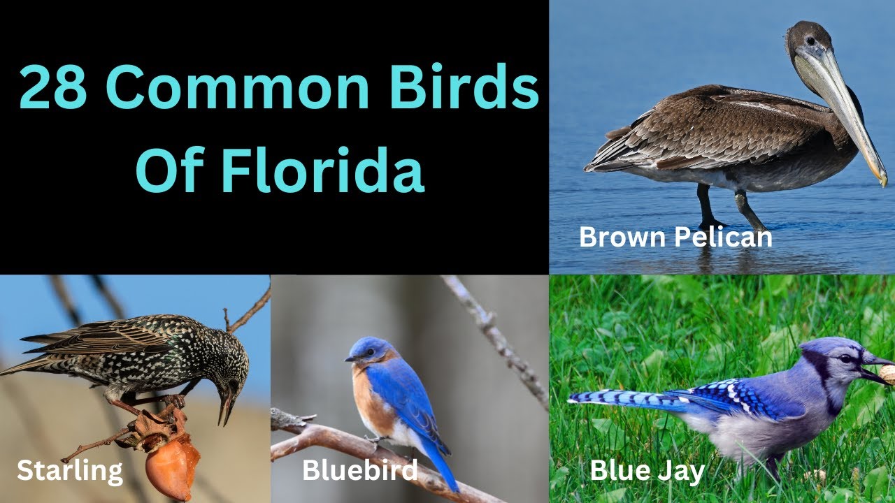 28 Common Birds Of Florida