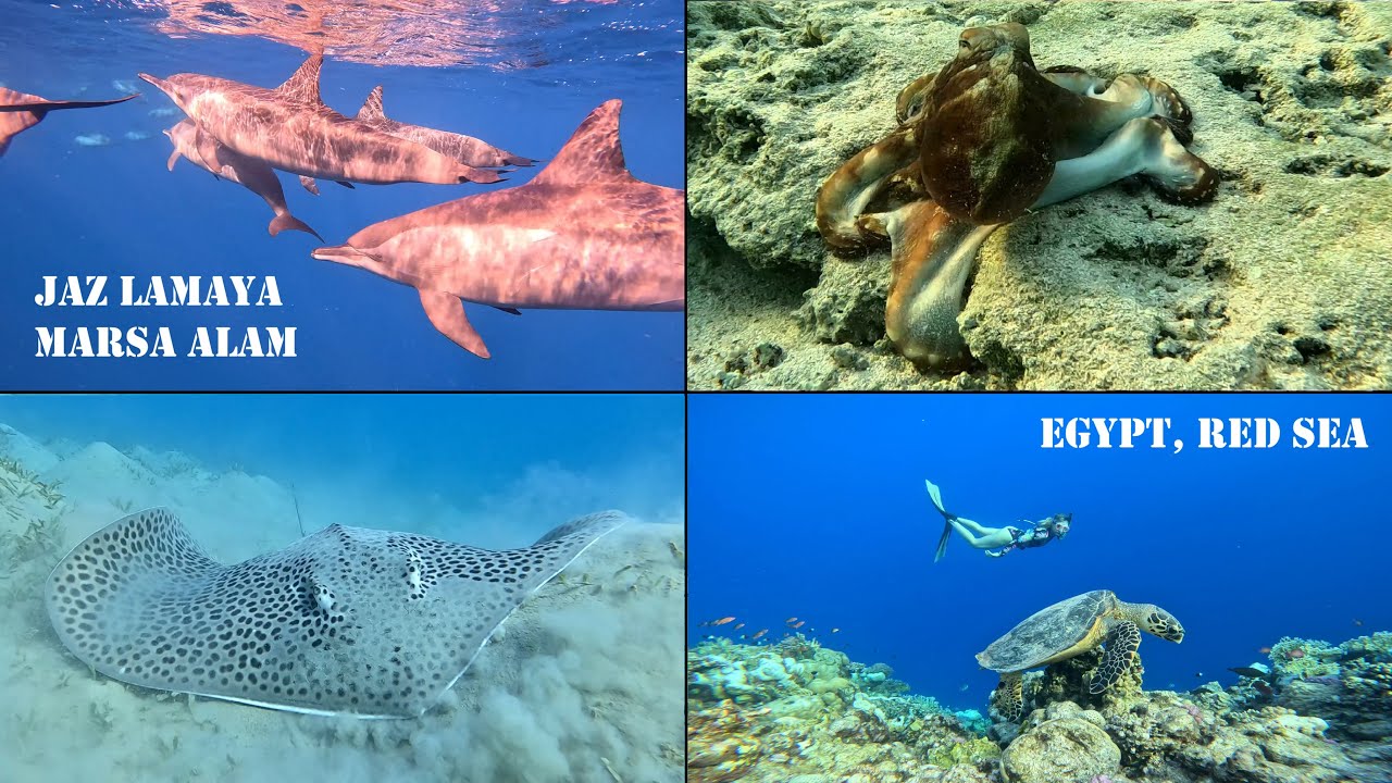 Snorkeling & Freediving at Coraya Beach, Marsa Alam: Stunning Underwater World! Jaz Lamaya Resort 🐠🌊