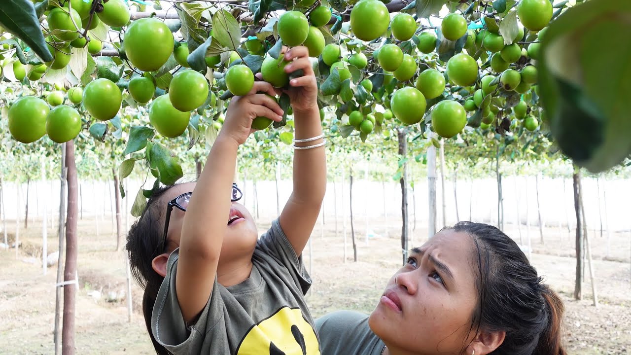 Harvest VIETNAM GREEN APPLE bring to street market to sell to buy sandal for my daughter-FARMER LIFE