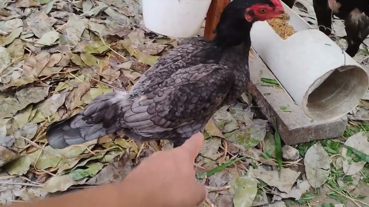 Chegou novidades família 