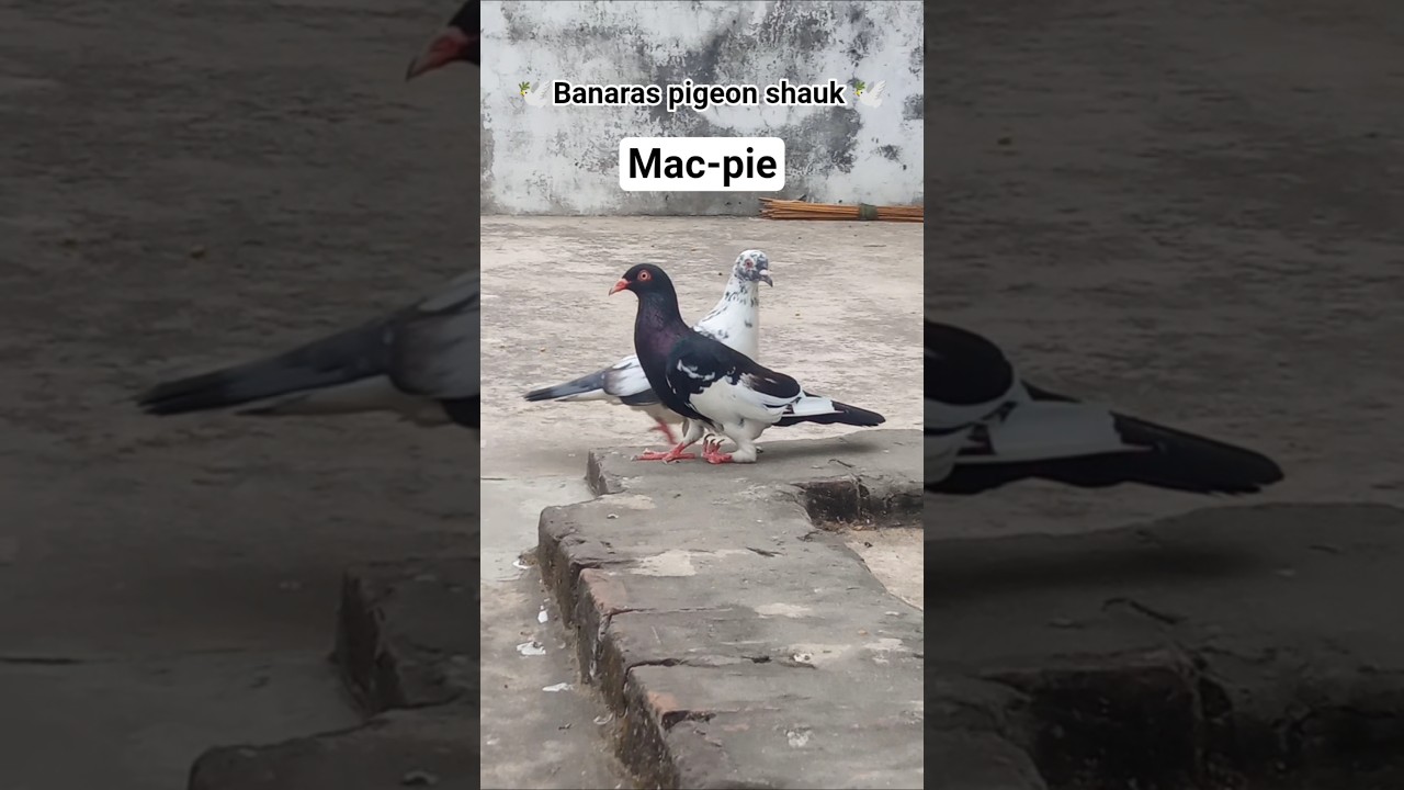 Banaras 