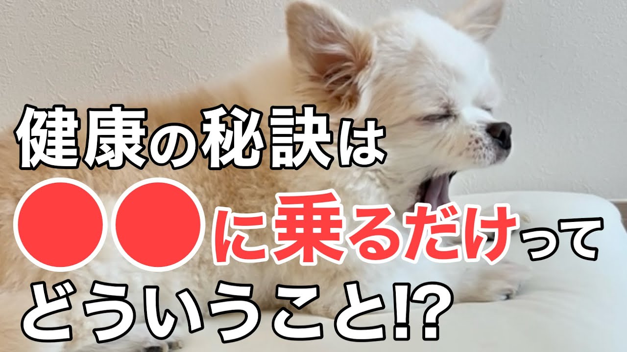 【愛犬を長生きさせたい】まもなく15歳のチワワが元気すぎる秘密はコレ？【老犬介護/シニア犬】