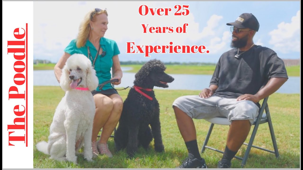 The Standard Poodle• Purpose, Personality and History.