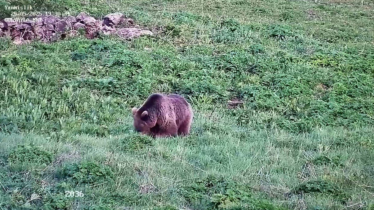 Ayı Yanmışlıkta Otluyor - Gölyayla Köyü - İkizdere / Rize
