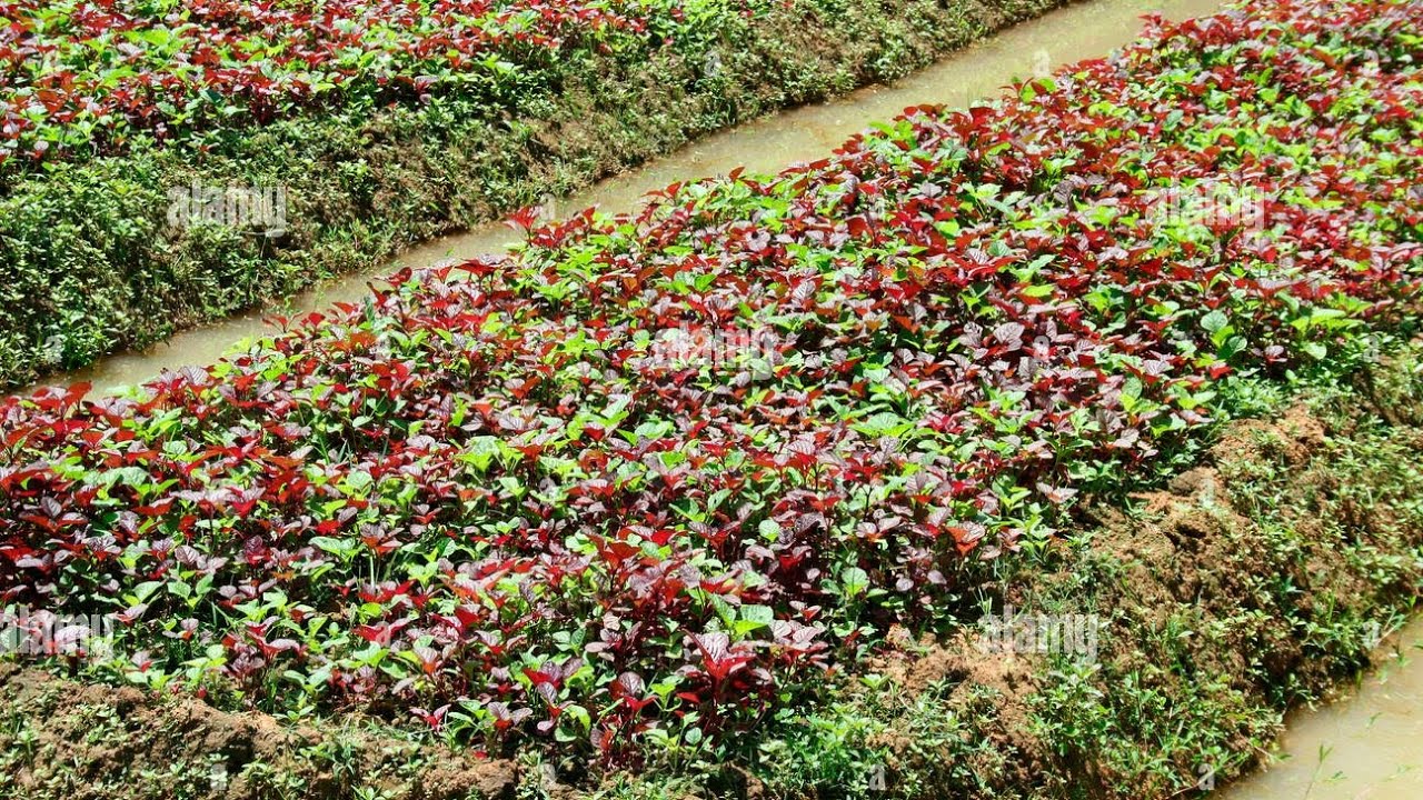 Vegetable harvesting in Kerala