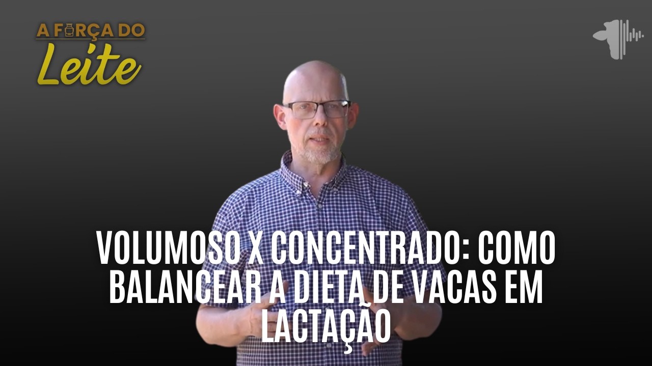 Volumoso x Concentrado: como balancear a dieta de vacas em lactação