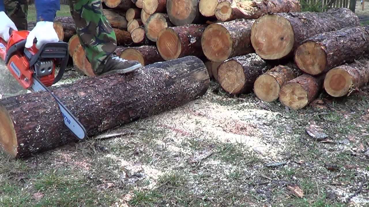 Husqvarna 445 cięcie sosny.