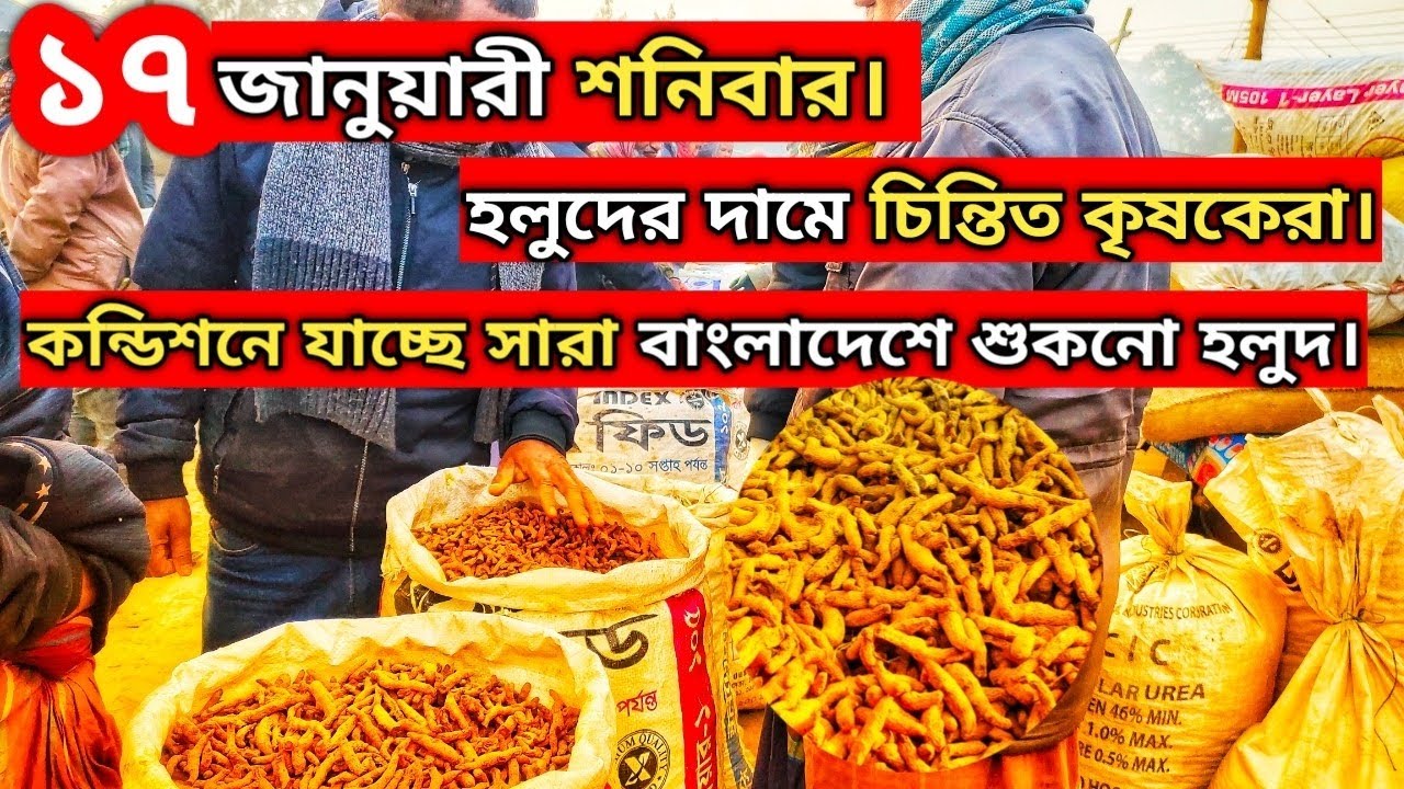 ১৭ জানুয়ারী ২০২৬ রোজ শনিবার।হলুদের দামে চিন্তিত কৃষকেরা#হলুদ#হলুদের_বাজার#পাইকারি_হলুদ