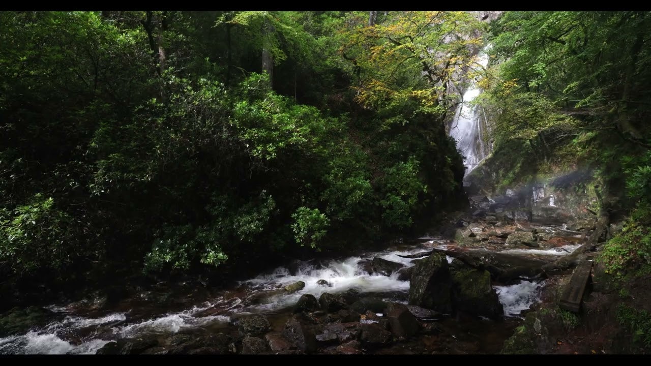 Grey Mares Tail