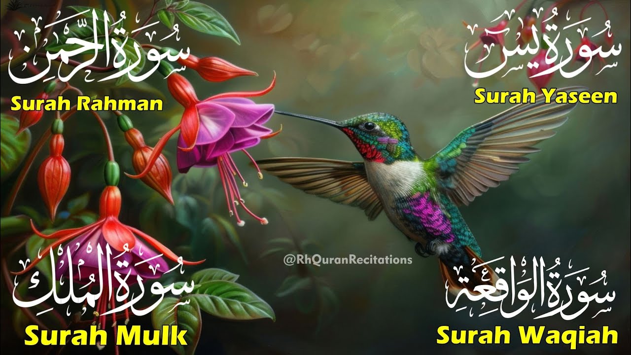 Beautiful Surah Yaseen (Yasin) |Surah Rahman | Surah Waqiah |Surah Mulk | Episode 64