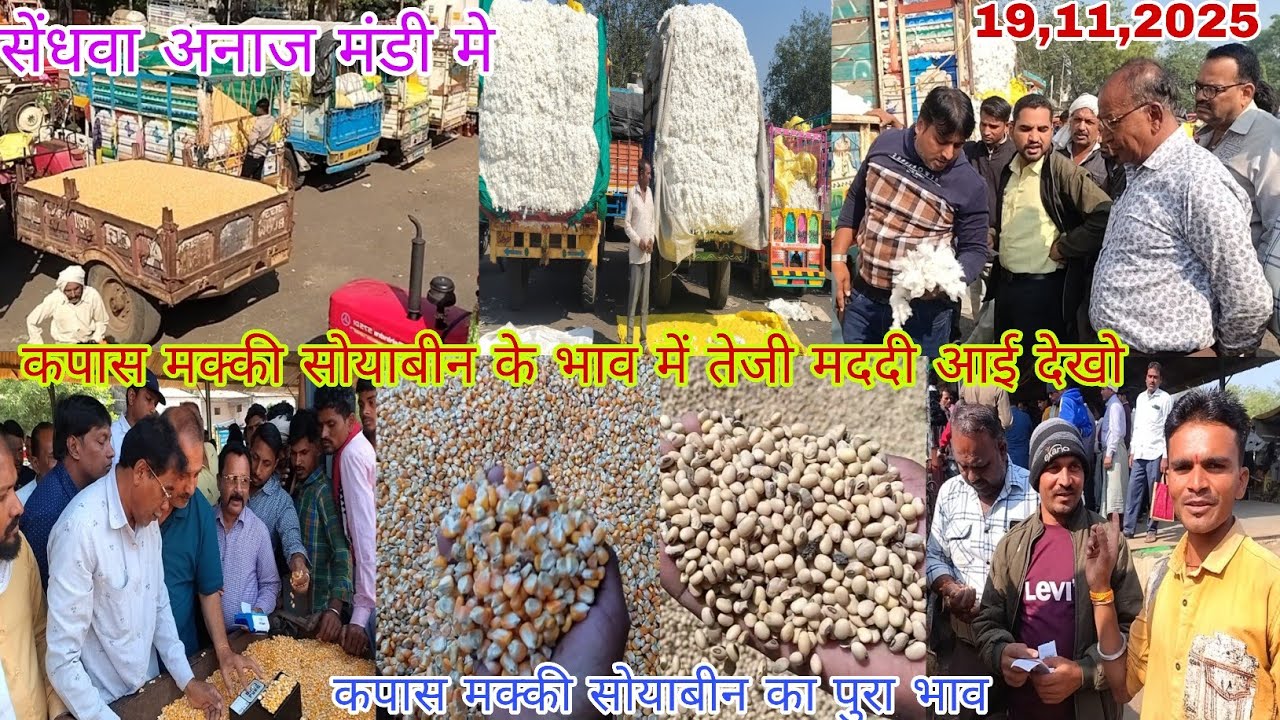 कपास मक्की सोयाबीन के भाव में तेजी मददी आई सेंधवा अनाज मंडी में देखो 19,11,2025