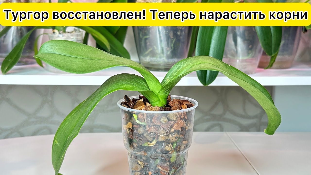НАРАСТИТЬ здоровые корни орхидеи ТУРГОР листьев орхидеи восстановили