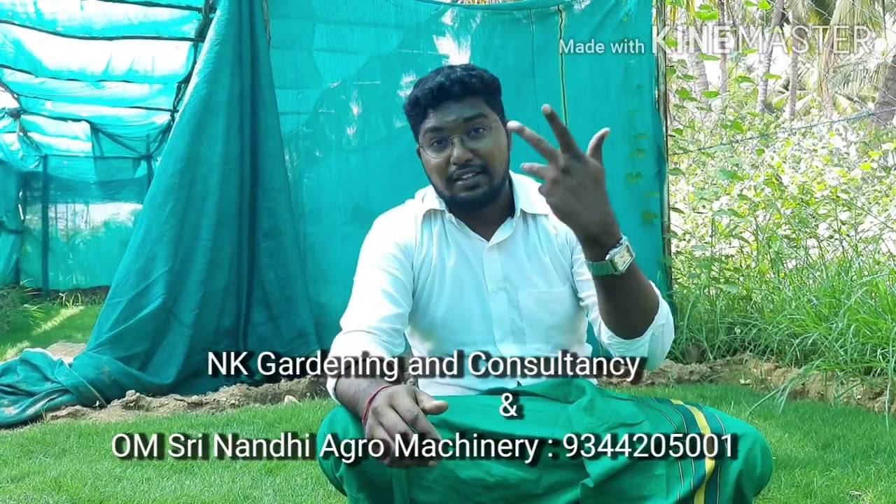 புல் தரை அமைத்து பாராமரிப்பது  எப்படி?  # mexican Grass lawn maintance