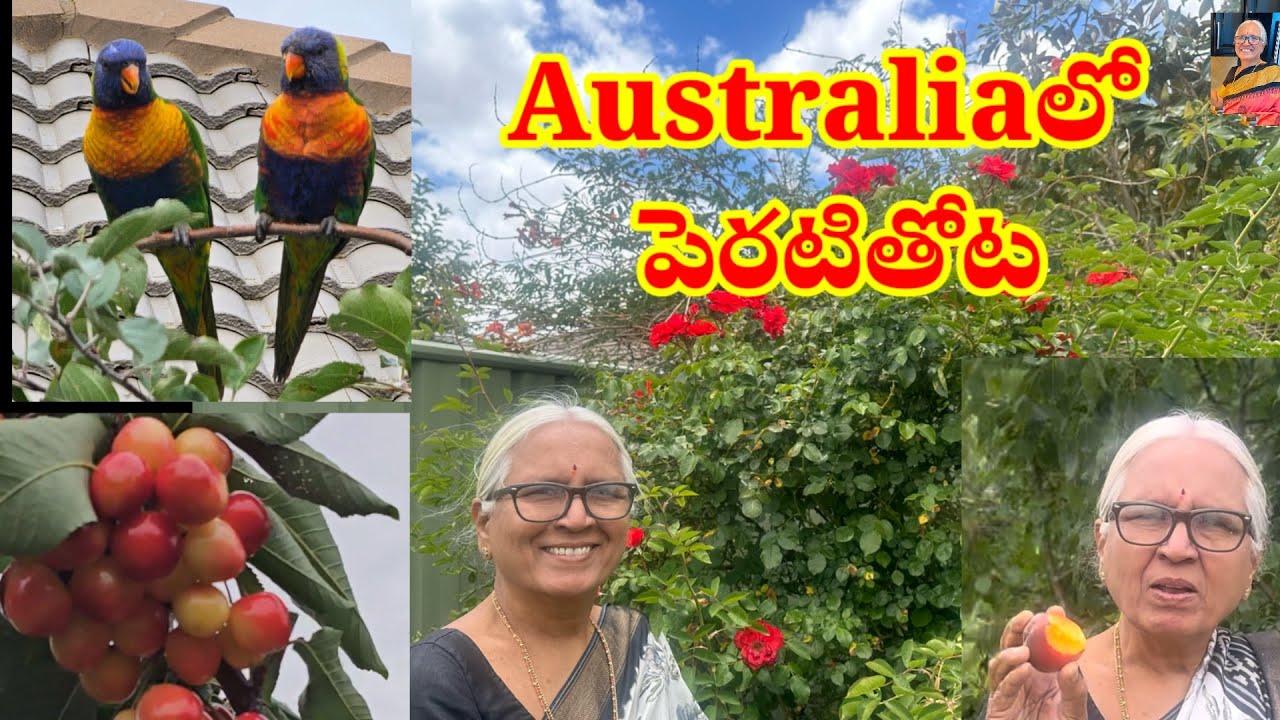 Australiaలో అమ్మాయి backyardలో పండ్లు,పూలు,కూరగాయలు#jayasreesvlogs #australiateluguvlogs #backyard
