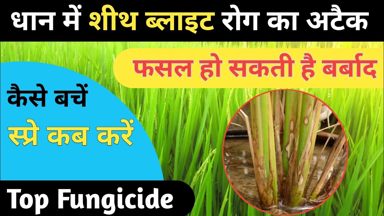 Sheath Blight Disease of Paddy | Symptoms | Prevention Measures | Sheat Blight Of Paddy #sheath_b...