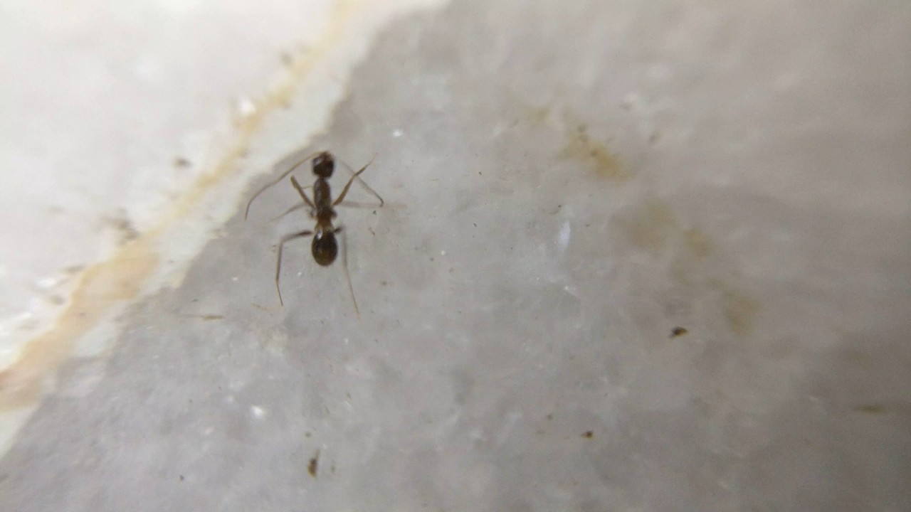 Macro Lens Ant Zoom Footage.