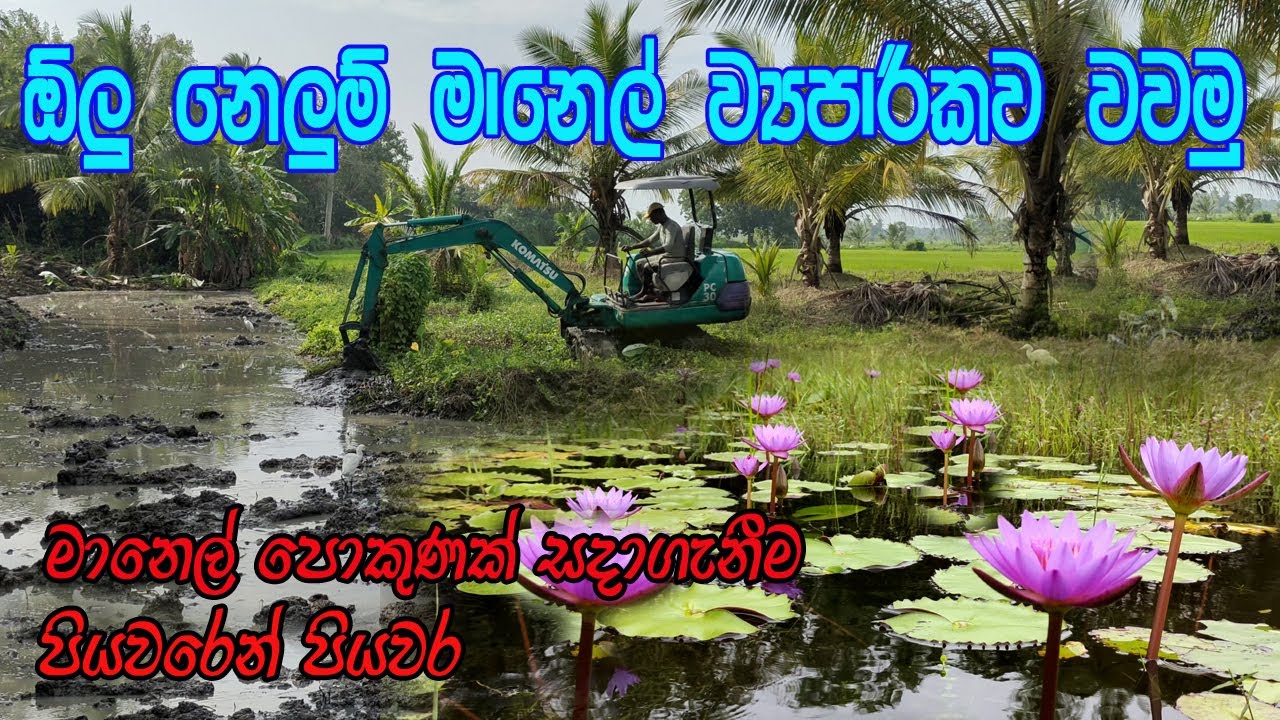 මහා පරිමාණ මානෙල් වගාවක් හරියටම කරමු / Manel wagawa /Olu wagawa / Nelum wagawa/manel pokunak Arabamu