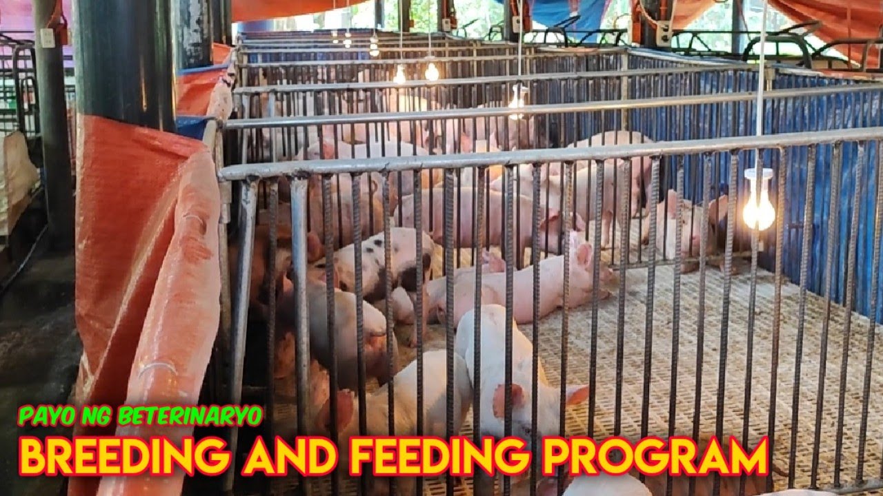 Siguruhin ang Tuloy-tuloy na Produksyon ng Biik kada Buwan